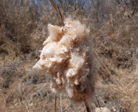 Typha latifolia
